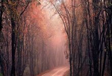 视频丨美国加拿大冰球赛 开场9秒内连打3架央视新闻客户端.